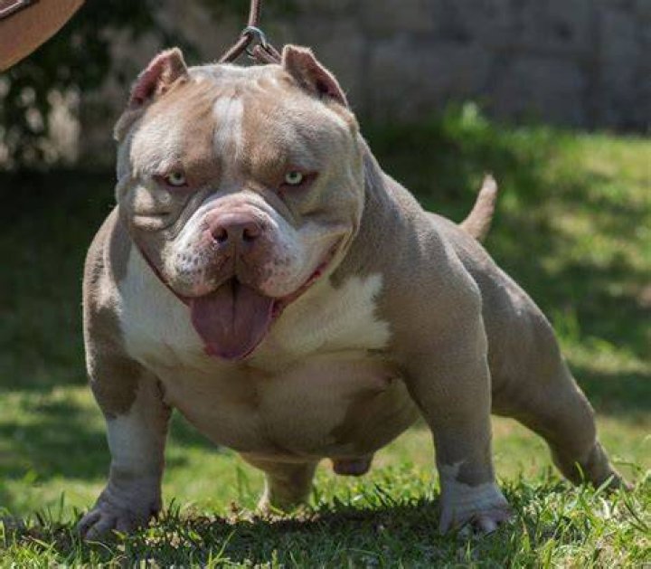 Bully