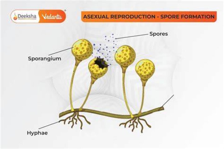 Spore spent a number of years in development like Dead Island 2