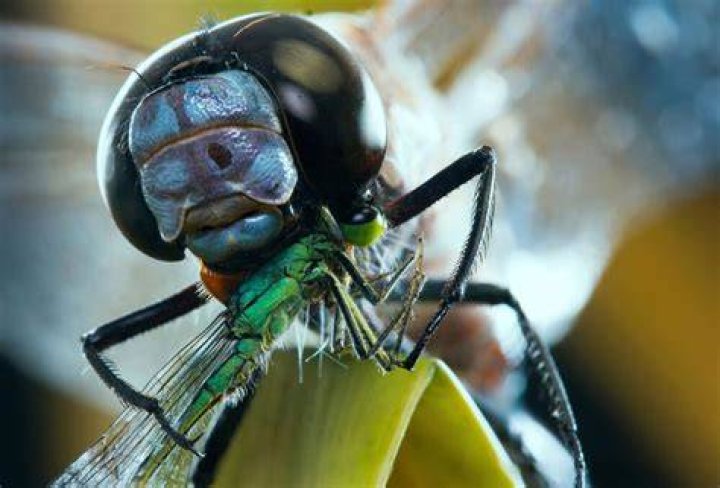 When dragonflies look like this, that's an issue.