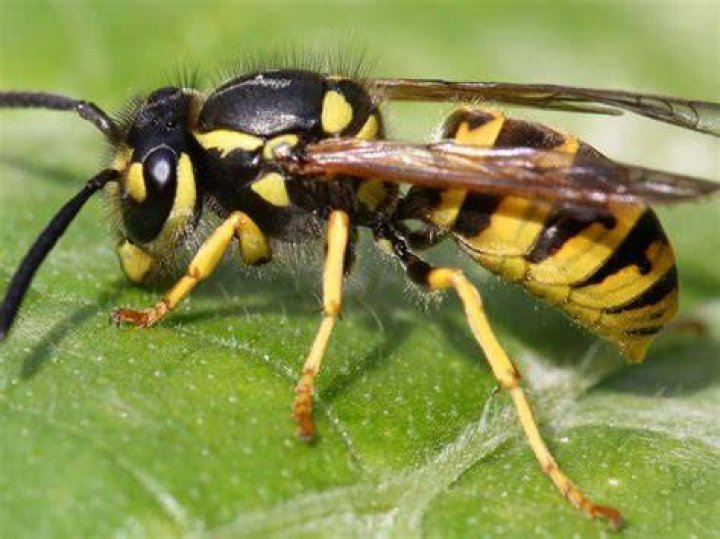 yellowjacket